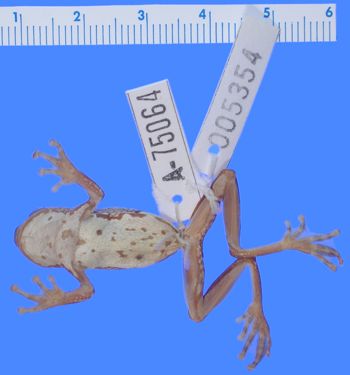 Media type: image; Herpetology A-75064